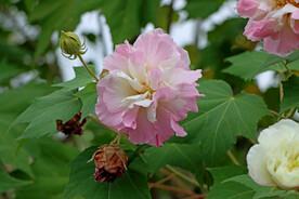 木芙蓉