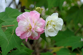 木芙蓉