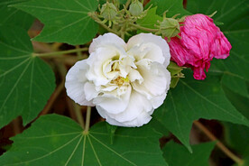 木芙蓉