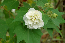 木芙蓉