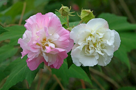 木芙蓉