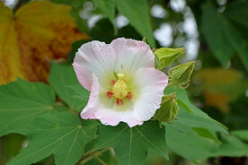 木芙蓉
