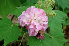 木芙蓉