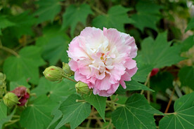 木芙蓉