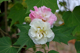 木芙蓉