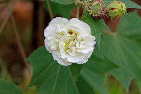 木芙蓉