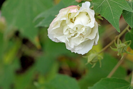 木芙蓉