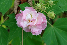 木芙蓉