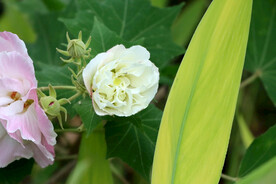 木芙蓉