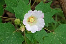 木芙蓉