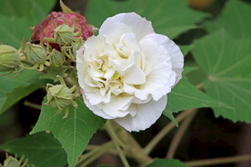木芙蓉