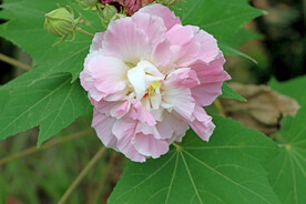 木芙蓉