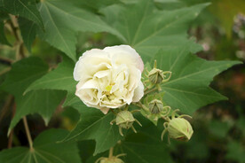 木芙蓉