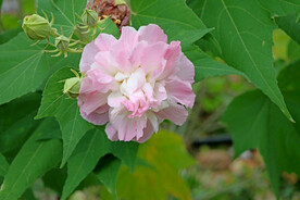 木芙蓉