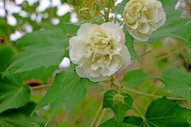 木芙蓉