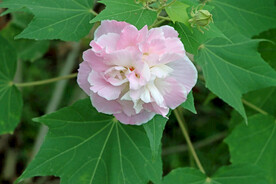 木芙蓉