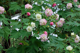 木芙蓉