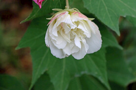 木芙蓉