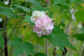 木芙蓉