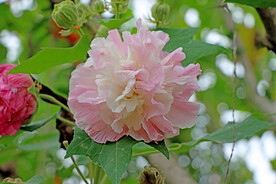 木芙蓉