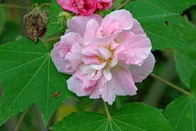 木芙蓉