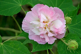 木芙蓉
