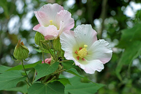 木芙蓉