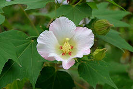 木芙蓉