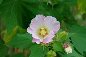 木芙蓉