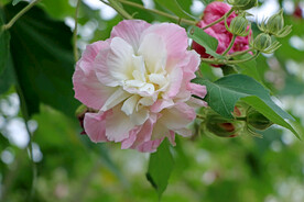 木芙蓉