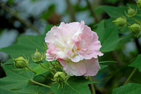 木芙蓉