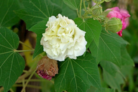 木芙蓉