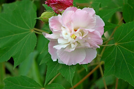 木芙蓉