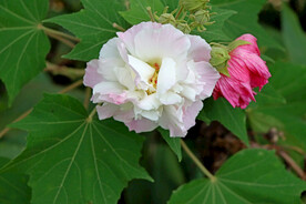 木芙蓉