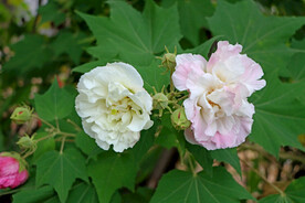 木芙蓉