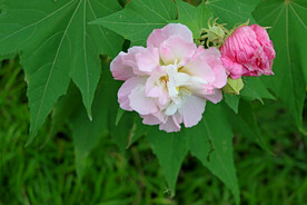 木芙蓉