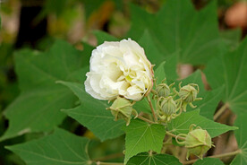 木芙蓉