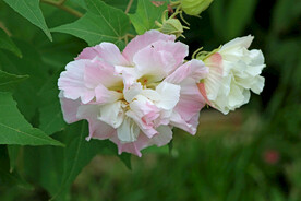 木芙蓉