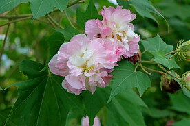 木芙蓉