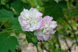 木芙蓉
