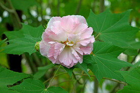 木芙蓉