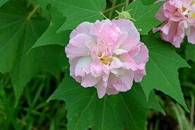 木芙蓉