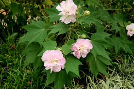 木芙蓉