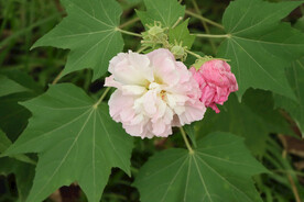 木芙蓉
