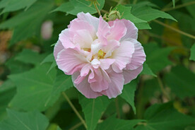 木芙蓉