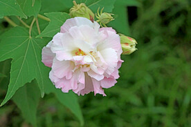 木芙蓉