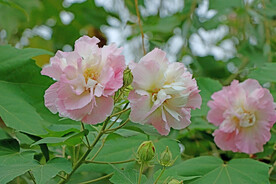 粉色木芙蓉花
