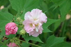 木芙蓉