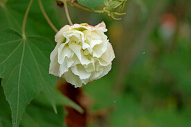 木芙蓉