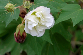 木芙蓉